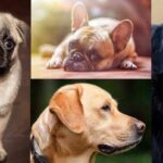 Top Dog Breeds Suited for Indian Climate: Perfect Picks for Your Family.